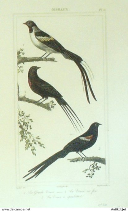 Veuves à épaulette & en feu 1833 Vauthier-Buffon