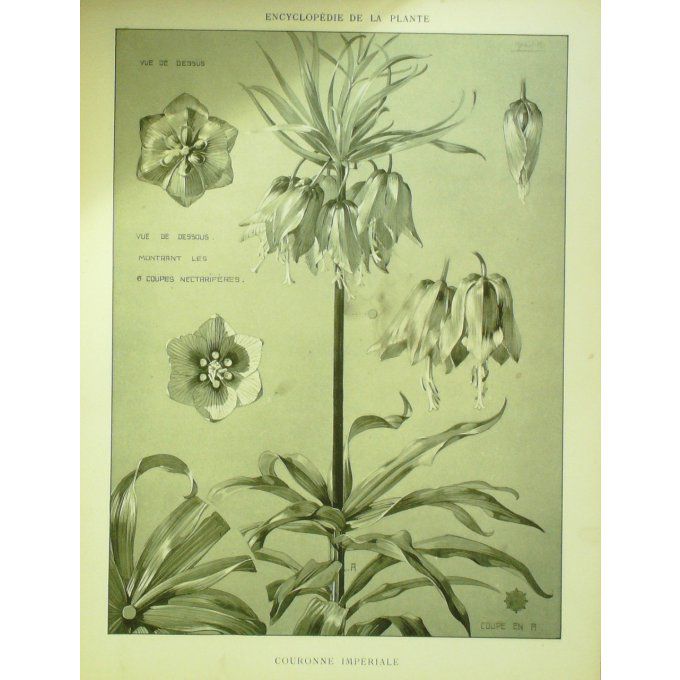 Couronne Impériale 2 (Fritillaria imperialis)