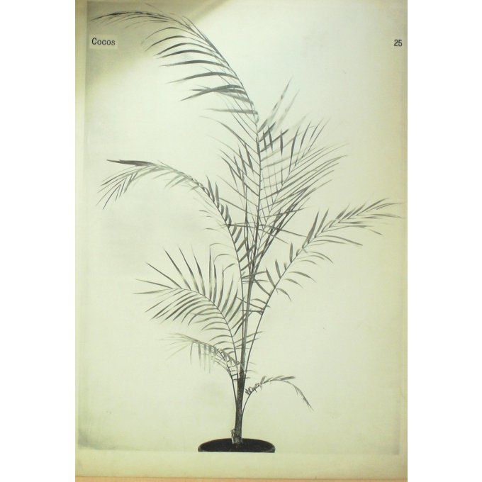 Cocos Cocos nucifera)