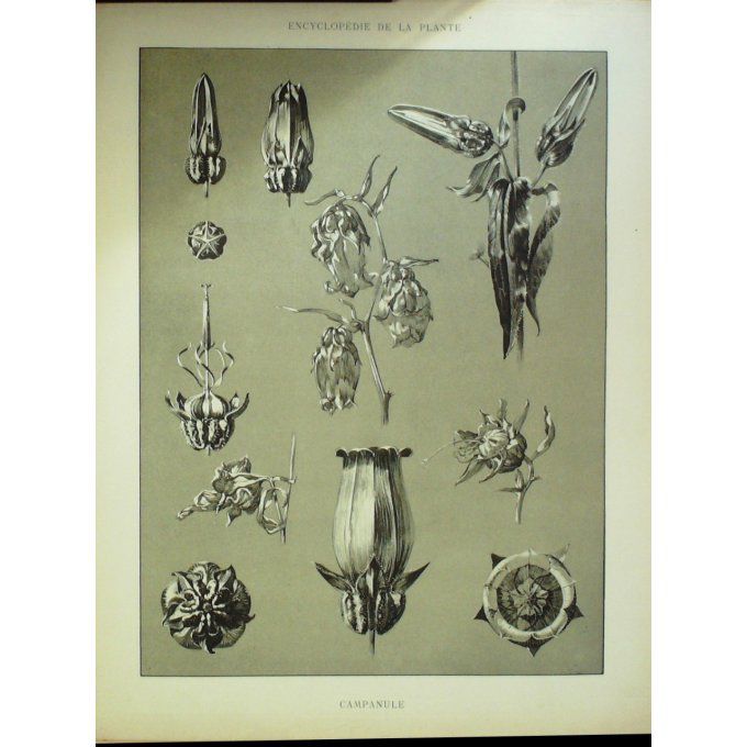 Campanule (campana)