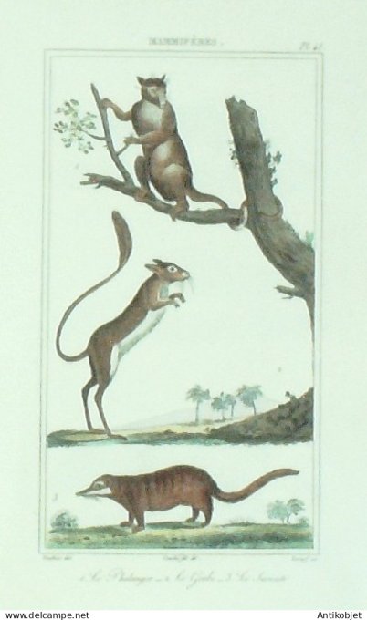 Phalanger Gerbo Suricate 1833 Vauthier-Buffon