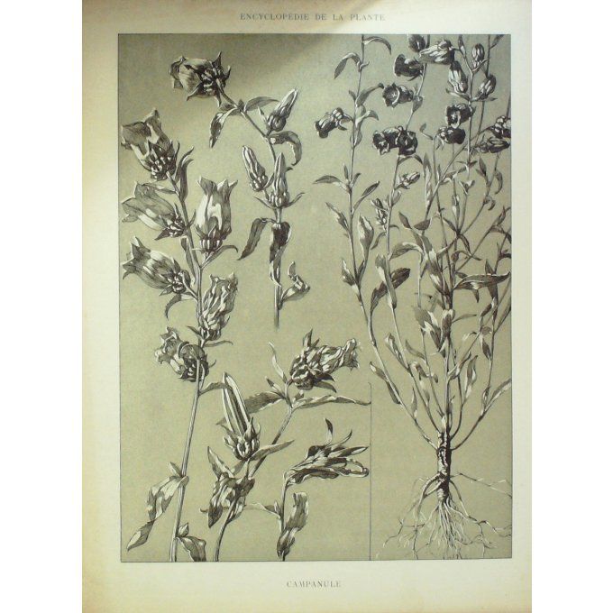 Campanule 2 (campana)