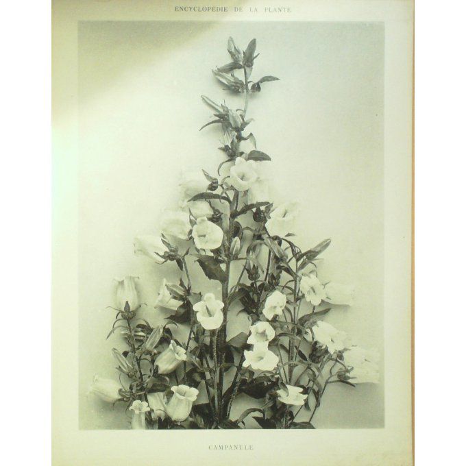 Campanule 3 (campana)