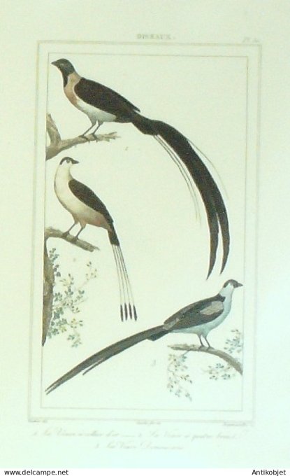 Veuves à collier Dominicaine& 4 brins 1833 Vauthier-Buffon