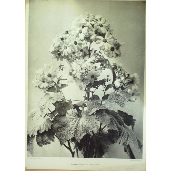 Cinéraire Hybride (Cineraria Hybrida)