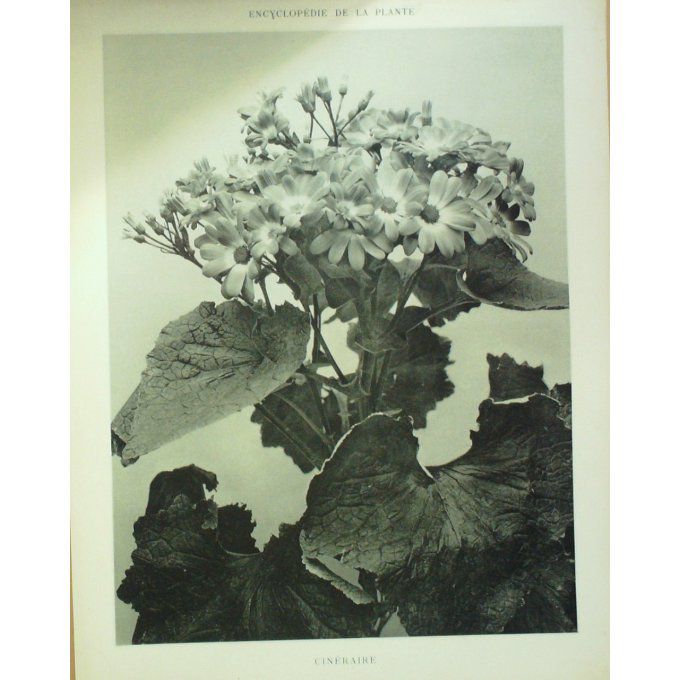 Cinéraire (Cineraria)