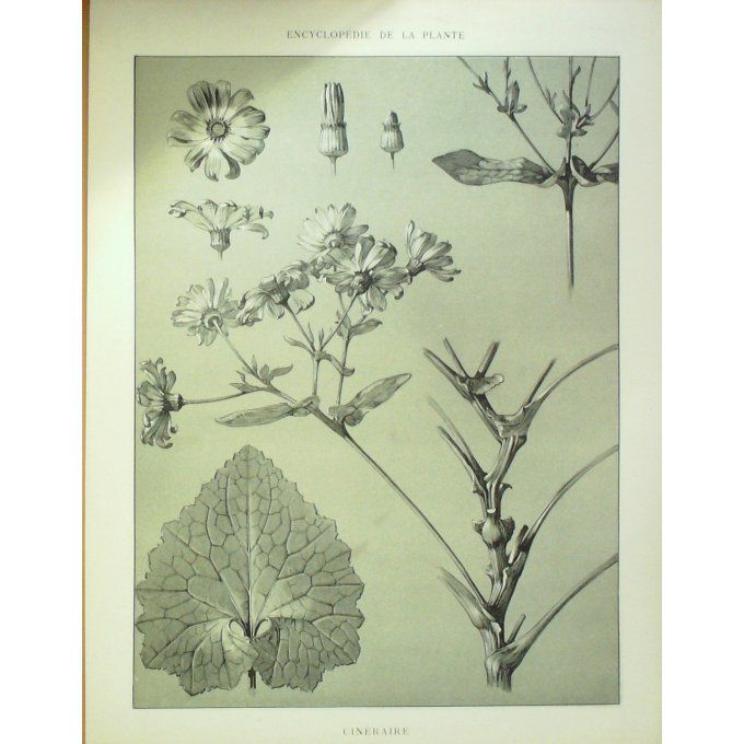 Cinéraire 2 (Cineraria)