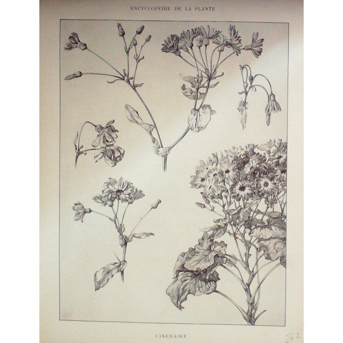 Cinéraire 3 (Cineraria)