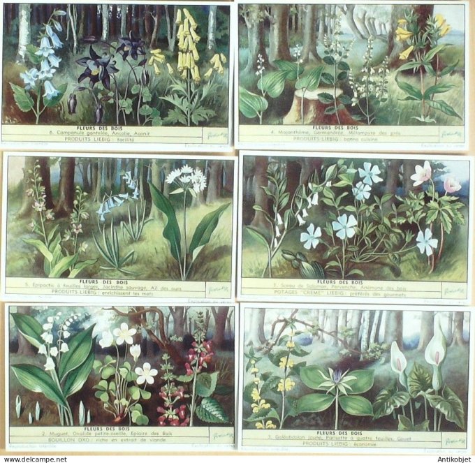 Chromo Liebig Sang 1568 Fleurs des Bois (1953)