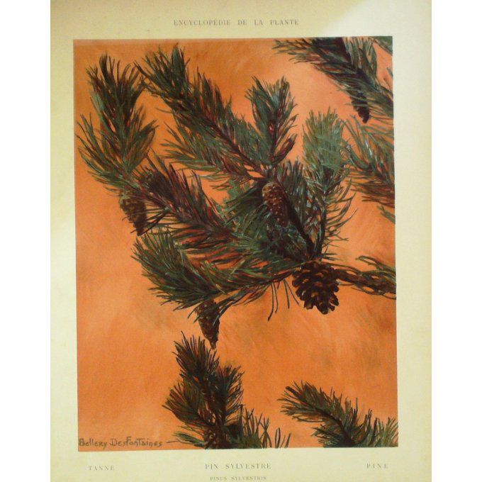 Pin Sylvestre (Pinus Sylvestris)