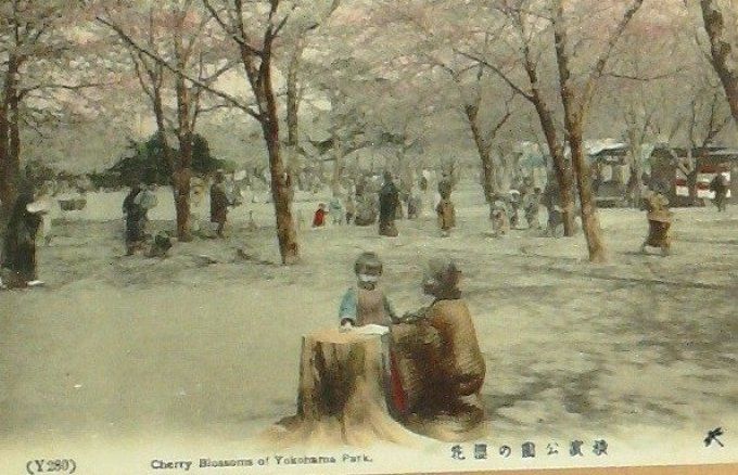 Carte Postale Japon YOKOHOMA Parc cerisiers 1907