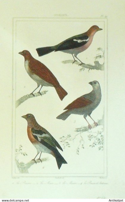 Pinsons dArdenne Maïa Moïan 1833 Vauthier-Buffon