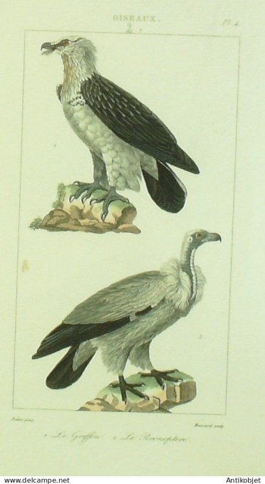 Gravure Massard-Buffon 'Griffon' Percnoptère 1833