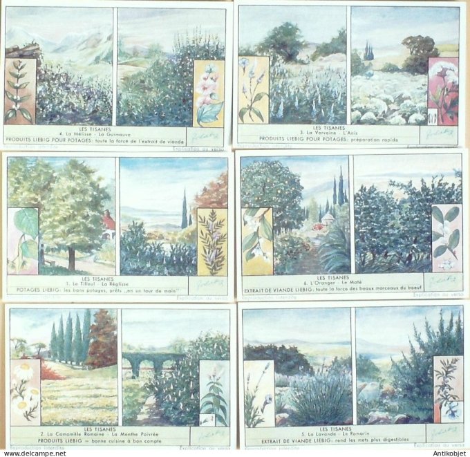 Chromo Liebig Sang 1579 Les tisanes (1953)