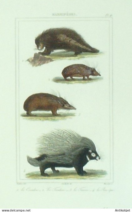 Coendou Tandrac Tenrec Porc-épic 1833 Vauthier-Buffon
