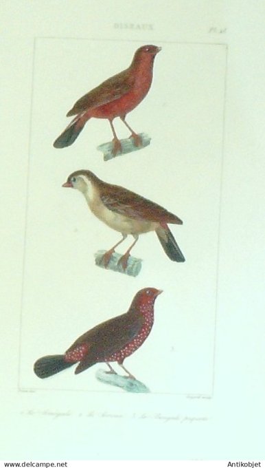 Sénégali Servan Bengali piqueté 1833 Vauthier-Buffon