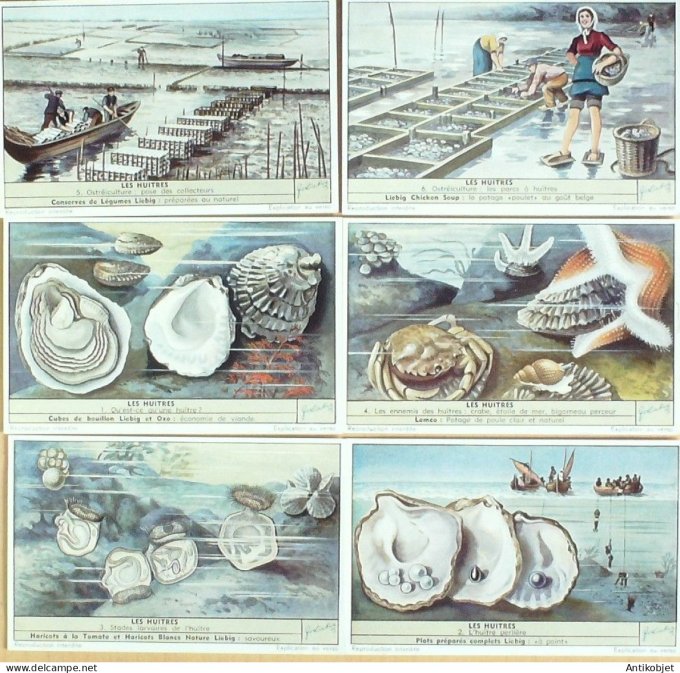 Chromo Liebig Sang 1596 Les huitres (1954)