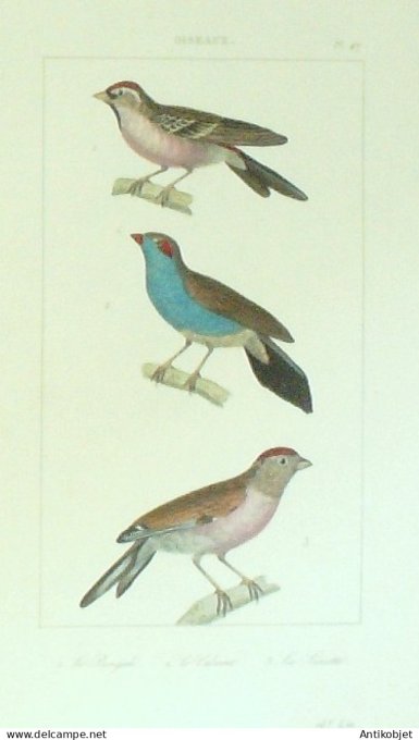 Bengali Cabard Linotte 1833 Vauthier-Buffon