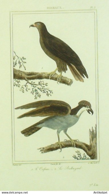 Battuzard Orfraie 1833 Vauthier-Buffon