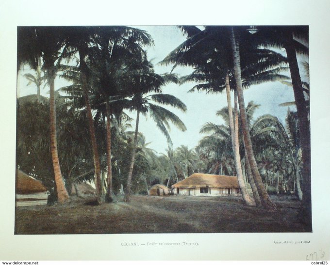 Polynésie TAUTIRA forêt de cocotiers