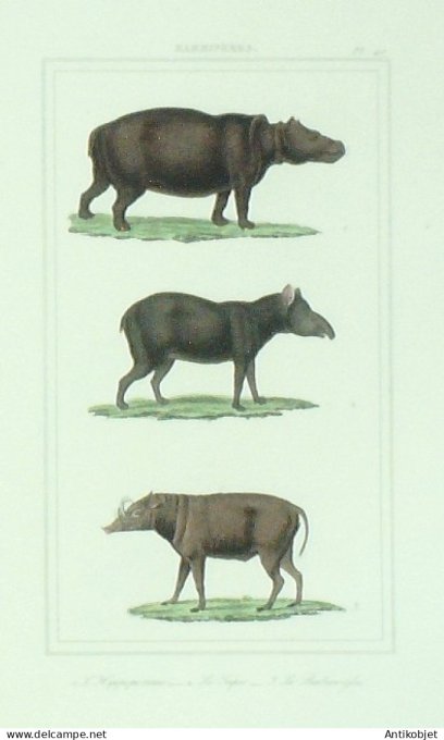 Hippotame Tapir Babiroussa 1833 Vauthier-Buffon