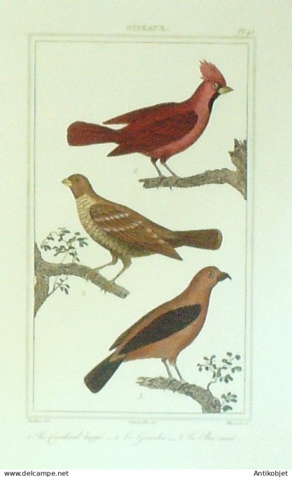 Cardinal huppé Grivelin bec croisé 1833 Vauthier-Buffon