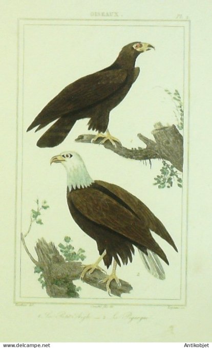 Pigargue Aigle 1833 Vauthier-Buffon