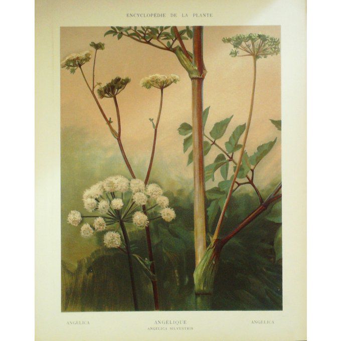 Angélique (Angelica Silvestris)