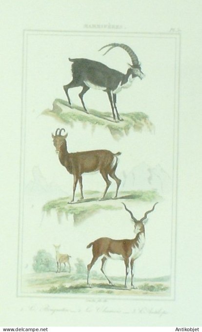 Bouquetin Chamois Antilope 1833 Vauthier-Buffon