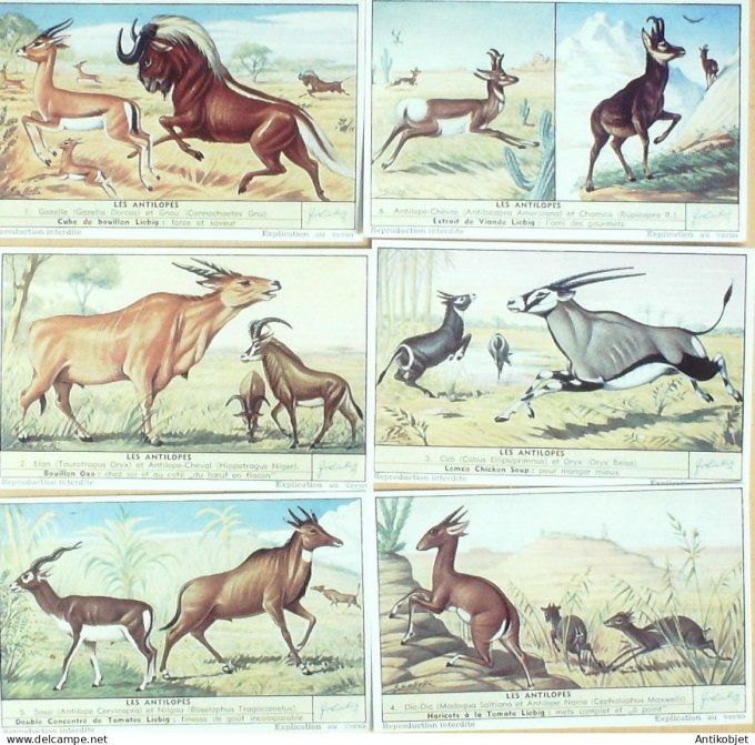 Chromo Liebig Sang 1559 Les Antilopes (1953)