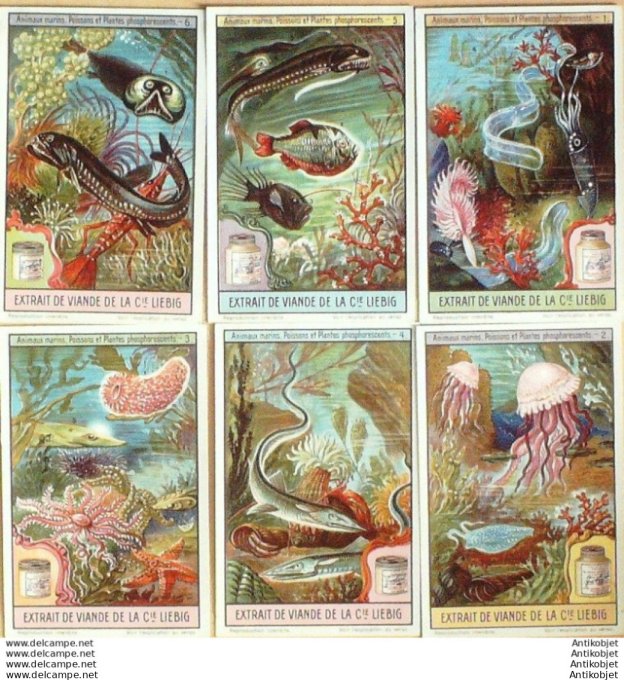 Chromo Liebig Sang 1133 Animaux marins poissons & plantes (1922)