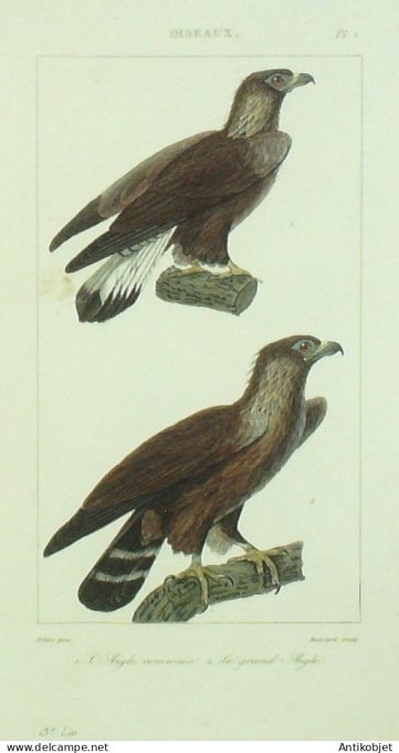 Gravure Massard-Buffon 'Aigles' 1833