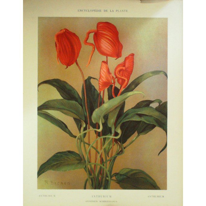 Anthurium Langue de Feu (Anthurium Scherzerianum)
