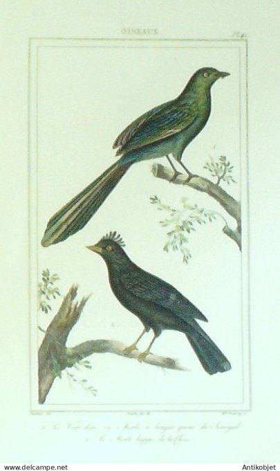 Merles du Sénégal & huppé de Chine 1833 Vauthier-Buffon