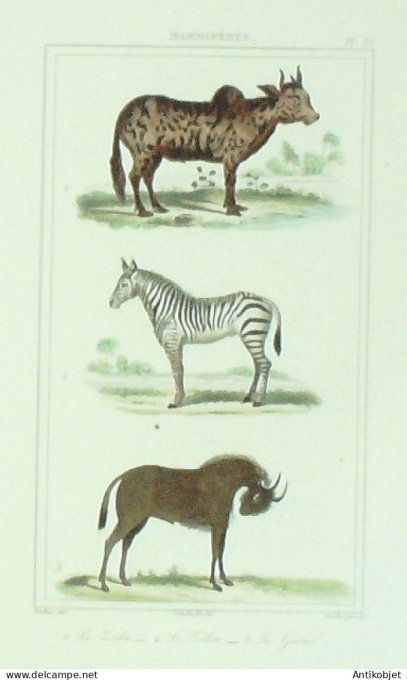 Zébu Zèbre Gnoul 1833 Vauthier-Buffon