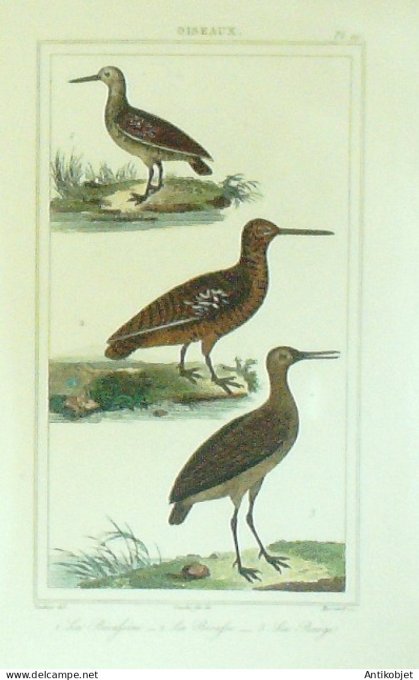 Bécassine BécasseBarge 1833 Vauthier-Buffon