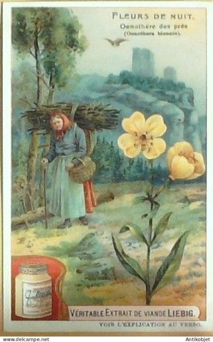 Chromo Liebig Sang  929 Fleurs nocturnes III (1908)