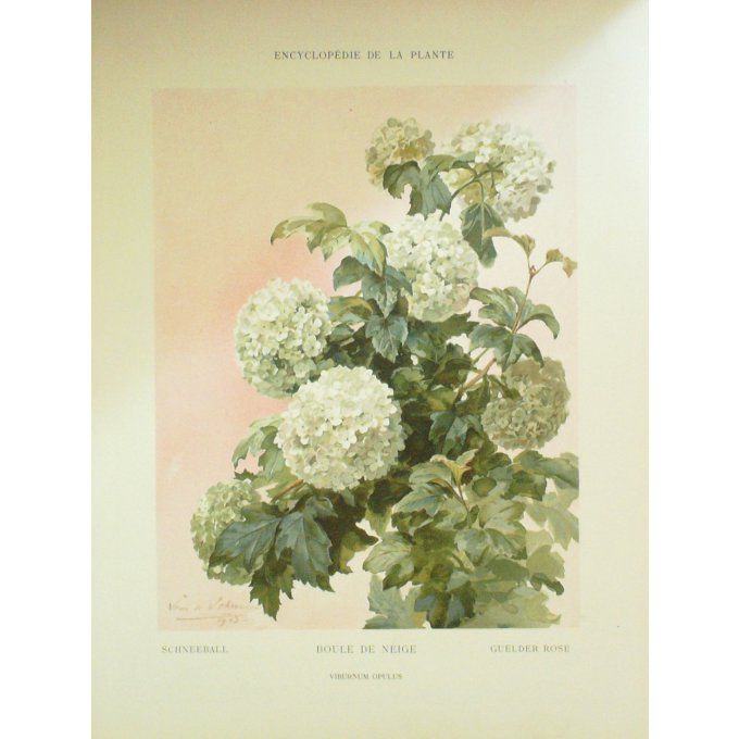 Boule De Neige (Viburnum Opulus)