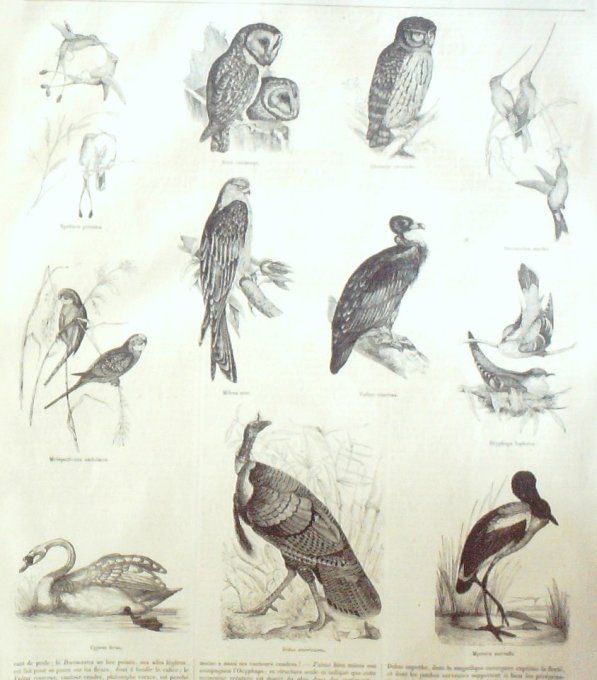 L'Univers illustré 1859 #  38 Pape Pie IX Suisse Bale cardinal Antonelli