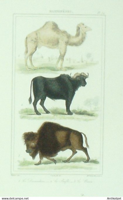 Dromadaire Bufle Bison 1833 Vauthier-Buffon