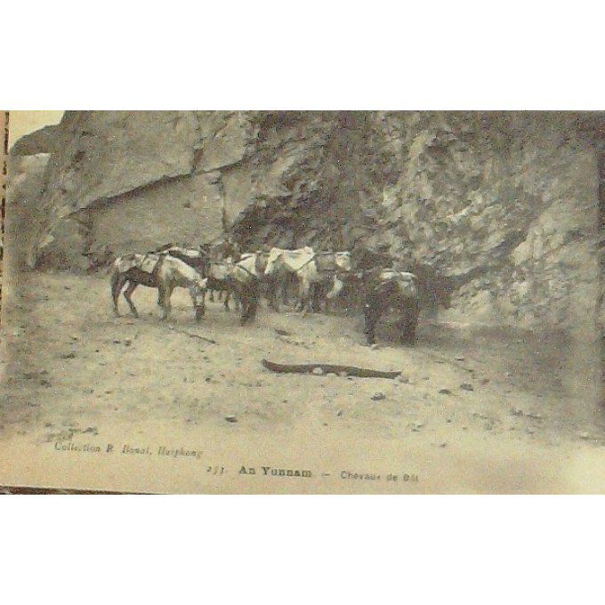 Cpa Chine Yunnam Chevaux De Bat 1910