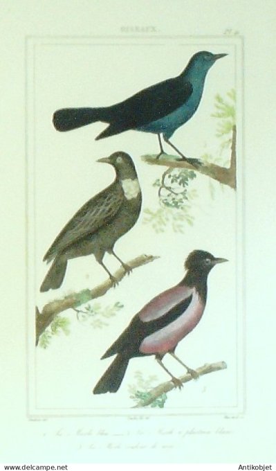 Merlesà plastron & rose & bleu 1833 Vauthier-Buffon