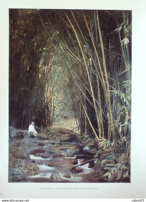 Polynésie TARAVAO forêt de bambous