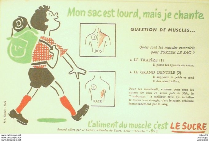 Buvard Le Sucre Aviron Muscle