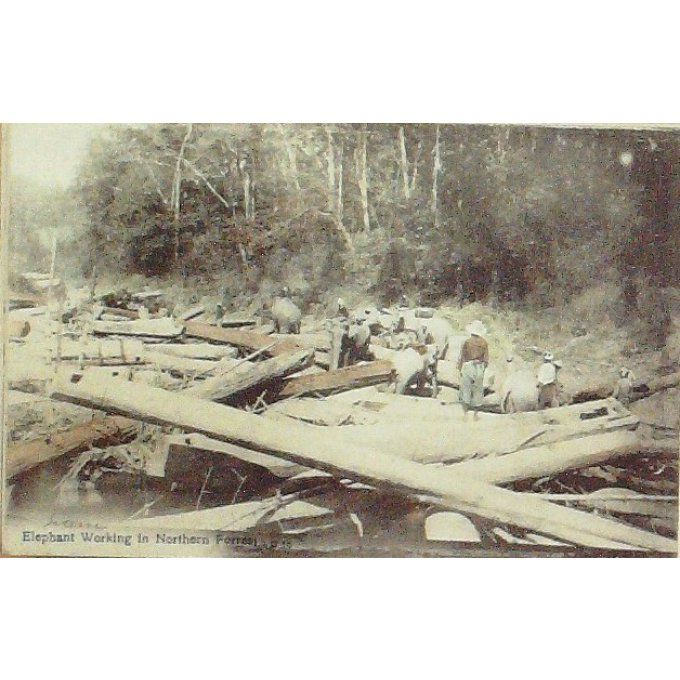 Cpa Thaillande Elephants Au Travail 1909