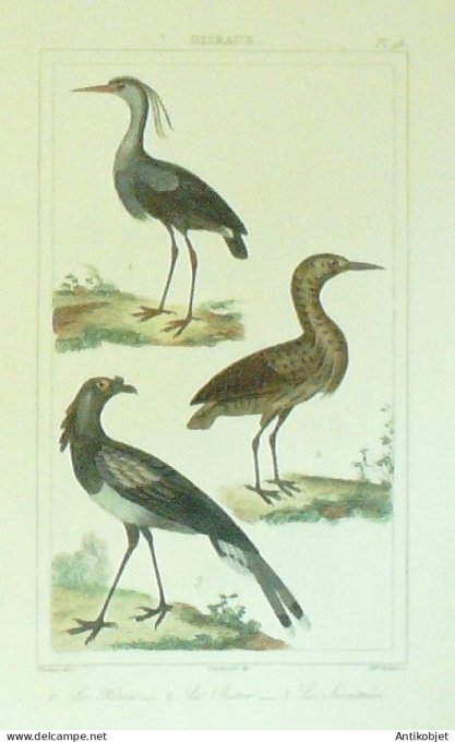 Héron Butor Secrétaire 1833 Vauthier-Buffon