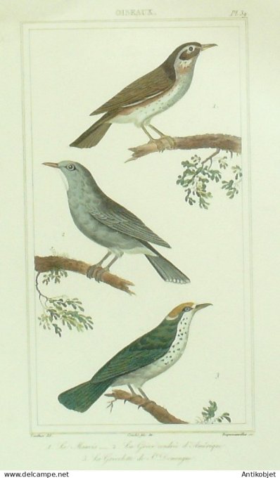 Mauvis grive cendrée Grivelette St-Dominque 1833 Vauthier-Buffon
