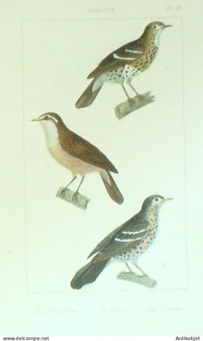 Grive Graine Rousserolle 1833 Vauthier-Buffon