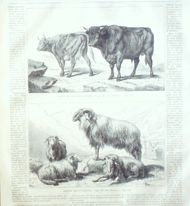 L'Univers illustré 1859 #  42 Palatinat grotte Egérie Milan carnaval Bovins des Pyrénées 