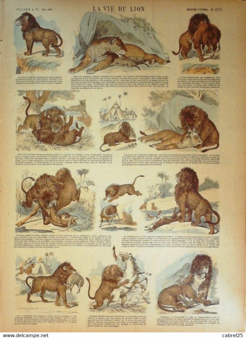 La Vie Du Lion  (Pellerin d'epinal)